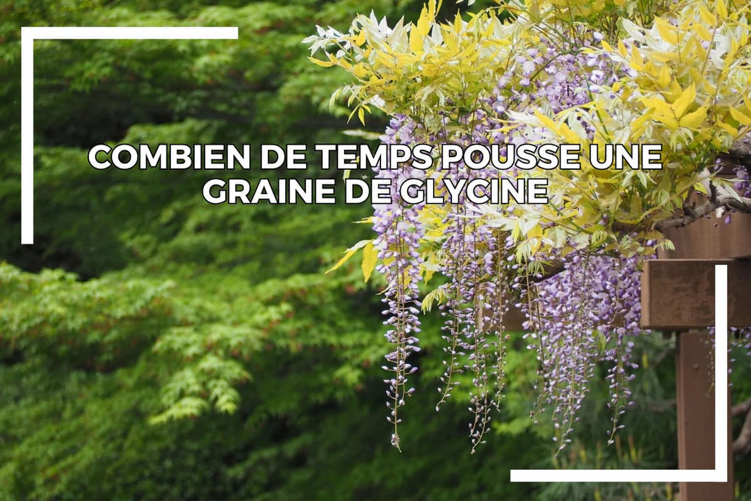En combien de temps pousse une graine de glycine ?