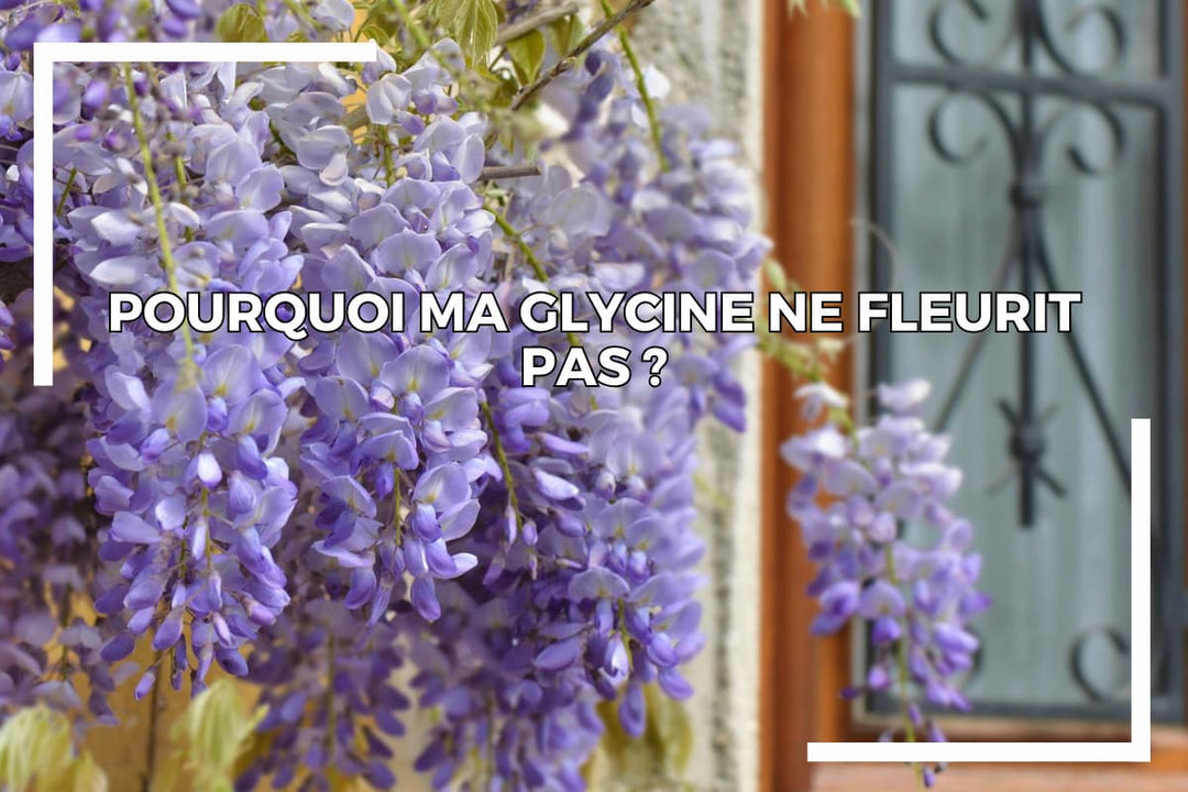 Pourquoi ma glycine ne fleurit pas ?